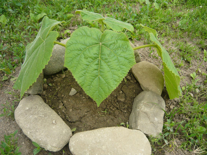 Picture 031 - paulownia 2013