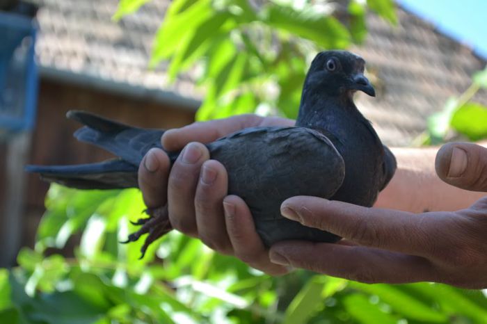 Pui 2013
