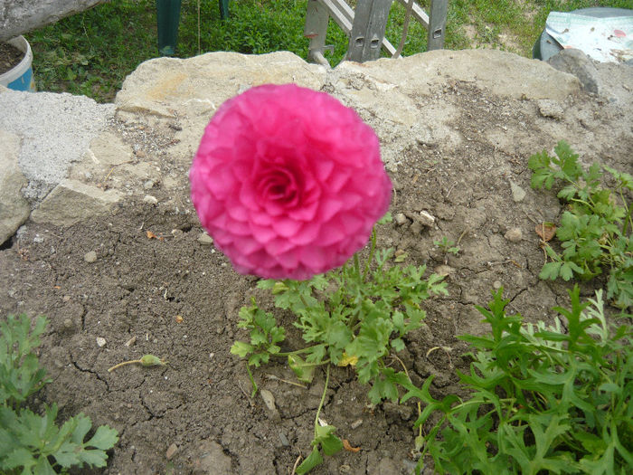 anemona sau ranunculus?; tulpina florii e inalta nu joasa ca la ranunculus.
