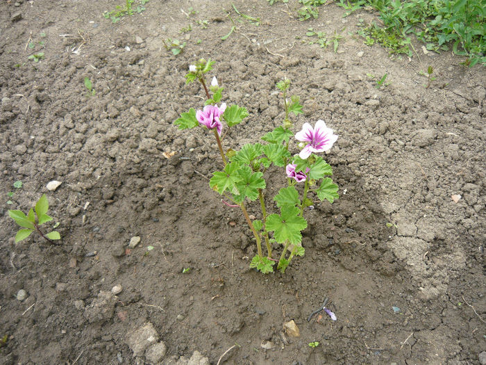 nalba frantuzeasca - plante si flori  2013