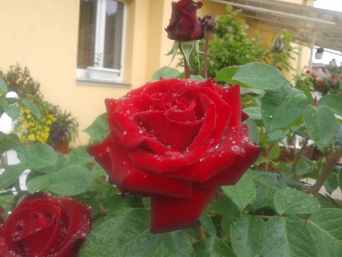 20130522_094519; Trandafir 02
