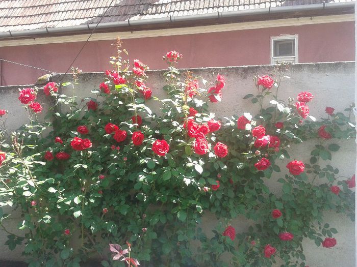 Trandafir urcator - Primavara-vara 2013