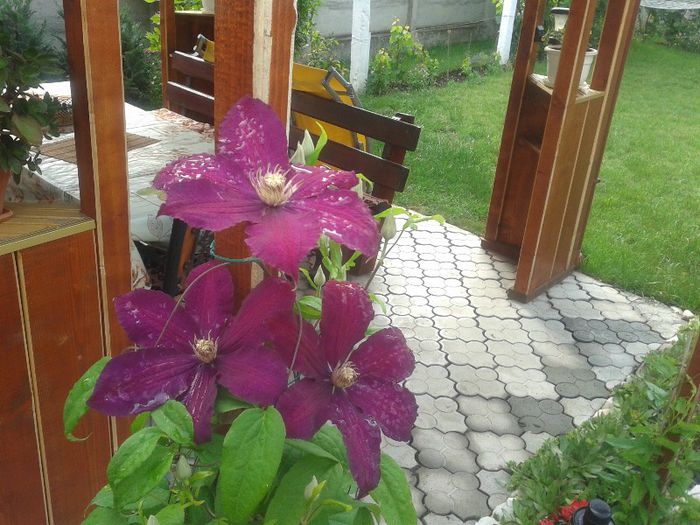 Clematis Cardinal - Primavara-vara 2013