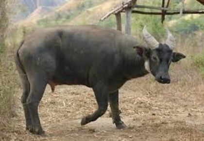 images - x14-Tamaraw