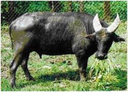 images (1) - x14-Tamaraw