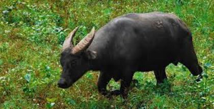 images (2) - x14-Tamaraw