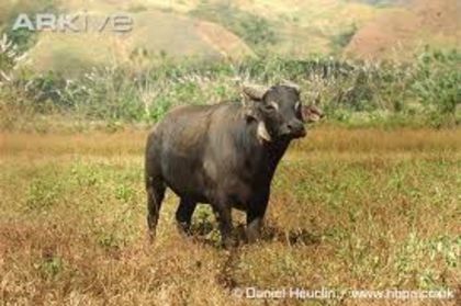 images (4) - x14-Tamaraw