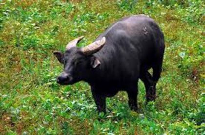 images (5) - x14-Tamaraw