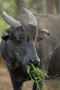 images (7) - x14-Tamaraw