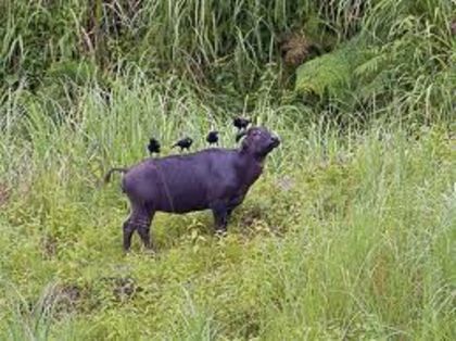 images (8) - x14-Tamaraw