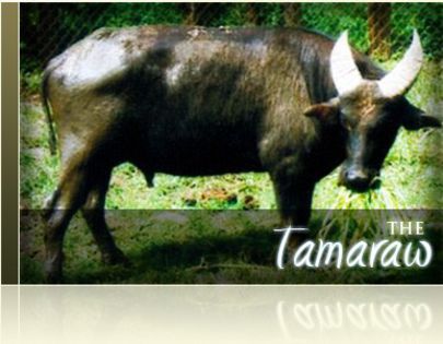 tamarawimg - x14-Tamaraw