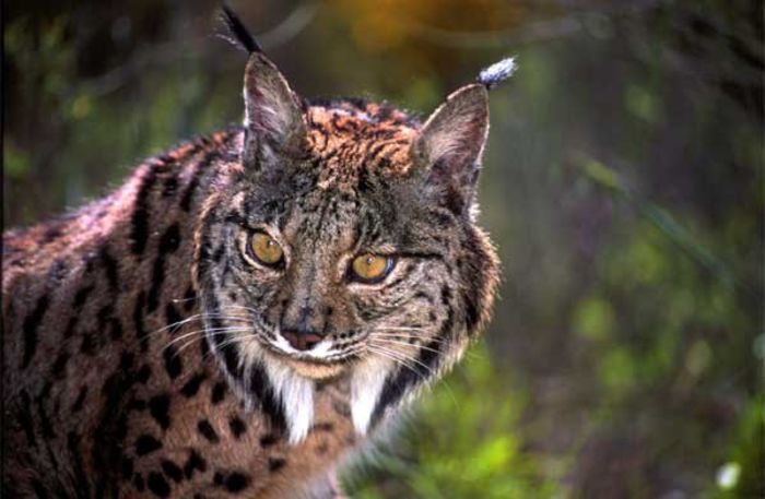 iberian_lynx_7 - x09-Lynxul iberian