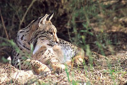 iberian_lynx_lying_down_18609 - x09-Lynxul iberian