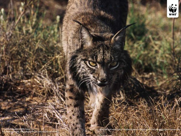 iberian_lynx_wwfwallpaper - x09-Lynxul iberian