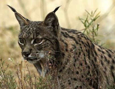 iberian-lynx - x09-Lynxul iberian