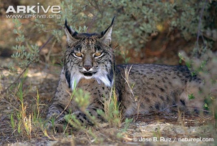 Iberian-lynx-at-rest - x09-Lynxul iberian