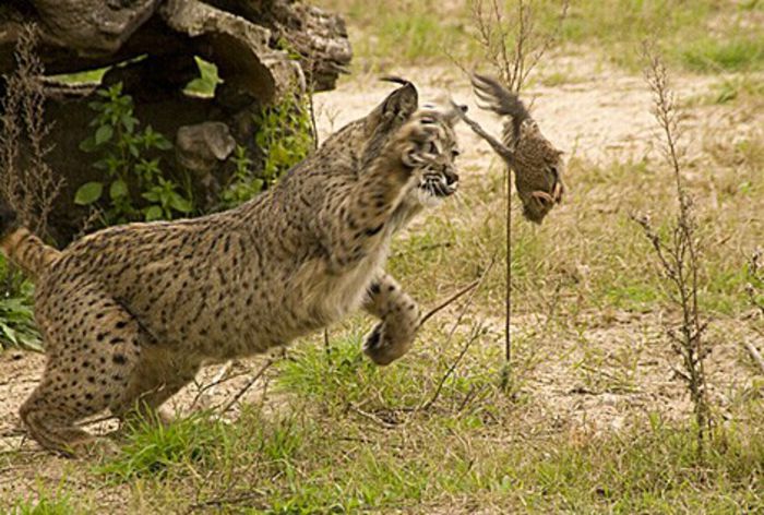 Iberian-lynx-catching-prey - x09-Lynxul iberian