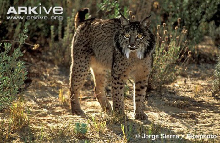 Iberian-lynx-threat-display - x09-Lynxul iberian