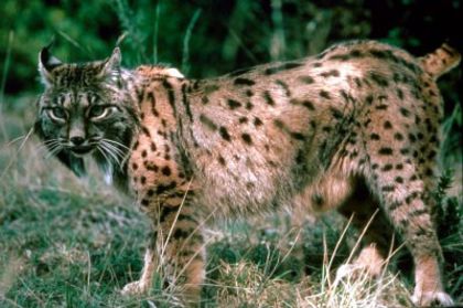 rasul-iberic - x09-Lynxul iberian