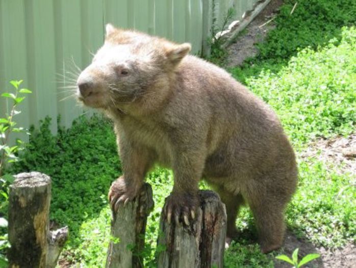 6-wombat-1-2-6-4-2-1-2-3-4-1 - x12-Wombat