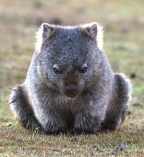 cute wombat