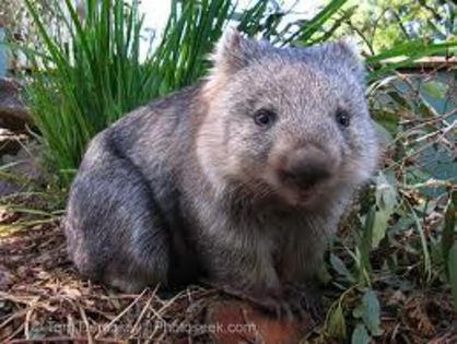 images - x12-Wombat