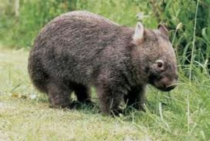 images (1) - x12-Wombat