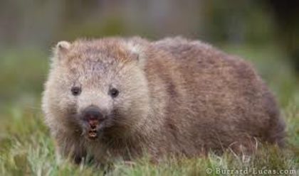 images (2) - x12-Wombat