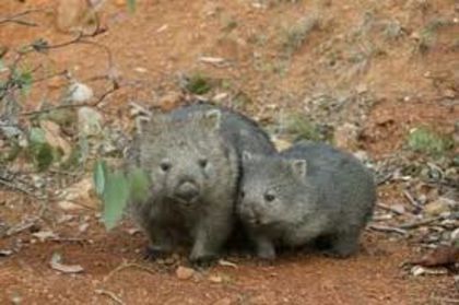 images (3) - x12-Wombat