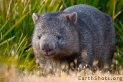 images (5) - x12-Wombat