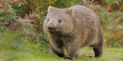 images (7) - x12-Wombat