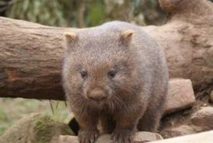 images (8) - x12-Wombat