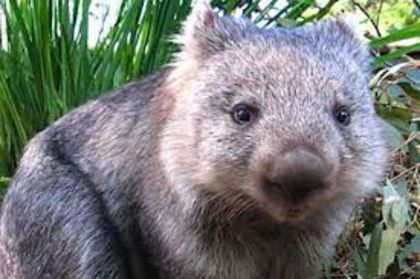 images (9) - x12-Wombat