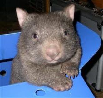 images (10) - x12-Wombat