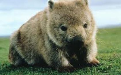 images (12) - x12-Wombat