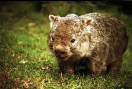 images (13) - x12-Wombat