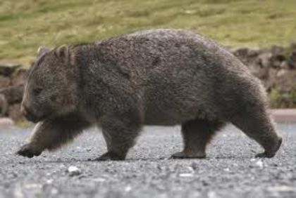 images (15) - x12-Wombat