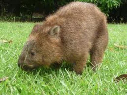 images (16) - x12-Wombat