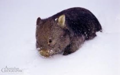 images (17) - x12-Wombat