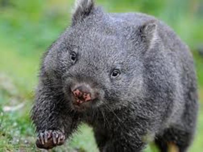 images (19) - x12-Wombat