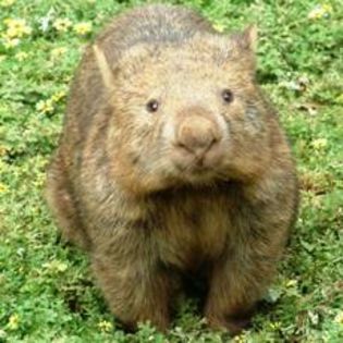 Wombat droppings used by an Australian paper manufacturer boost the economy_280_1_1___Selected