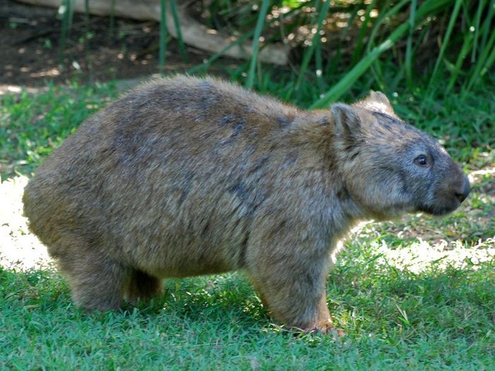 Wombat_3 - x12-Wombat