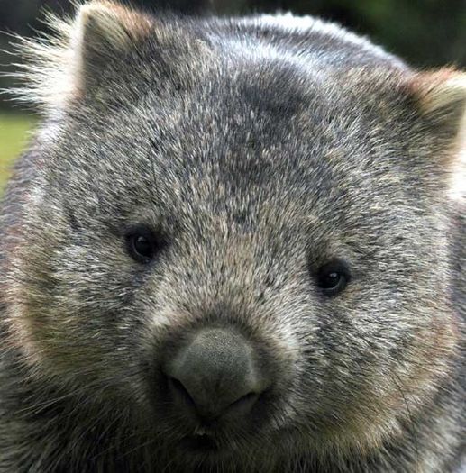 wombat_06 - x12-Wombat