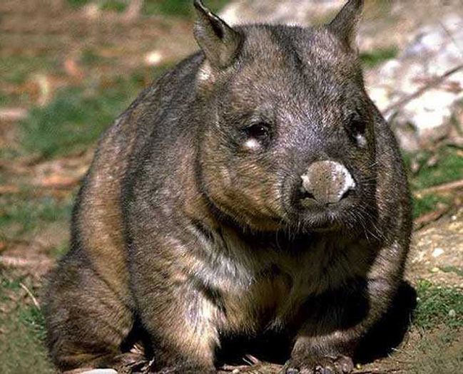 wombat_012 - x12-Wombat