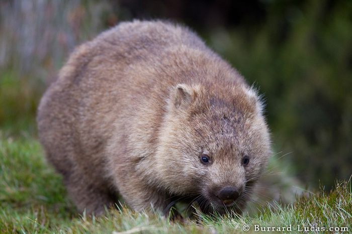 wombat_eating - x12-Wombat