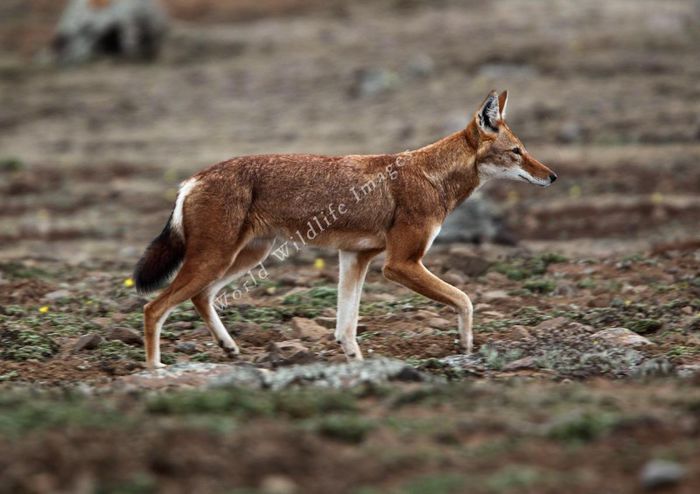 Canis simensis _Ethiopian Wolf__4339 _c_ Andy _amp_ Gill Swash _WorldWildlifeImages_com_ - x08-Lupul Etiopian