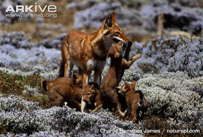 Litter-of-Ethiopian-wolf-cubs-greet-adult- - x08-Lupul Etiopian