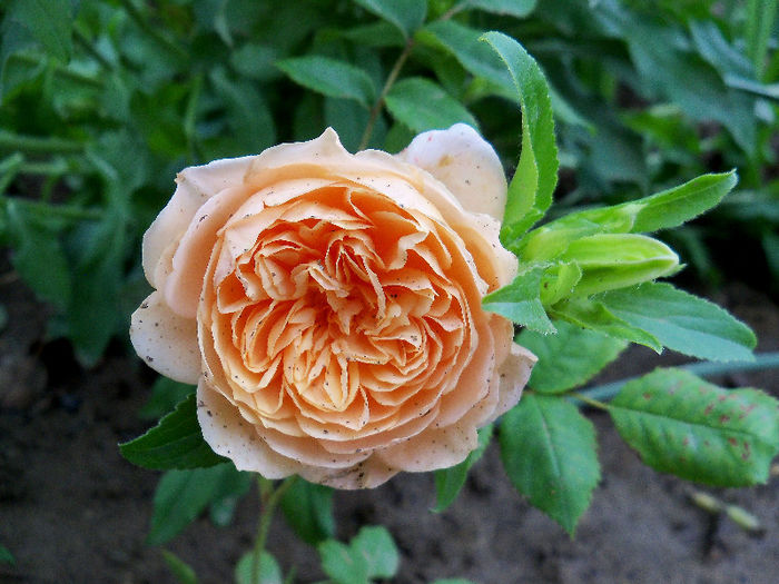 101_9401p1 - Crown Princess Margareta 2013