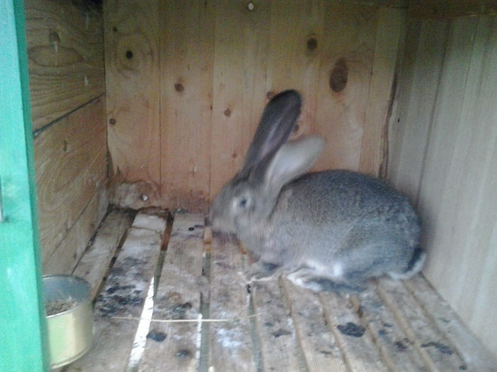 femela UG aproape 2 luni jumate