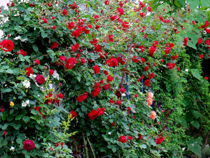 Falstaff, Rosa Canina, Sympathie, Westerland, Excelsa